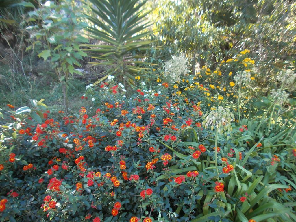 Finca Las Palmeras Icod De Los Vinos Quarto foto