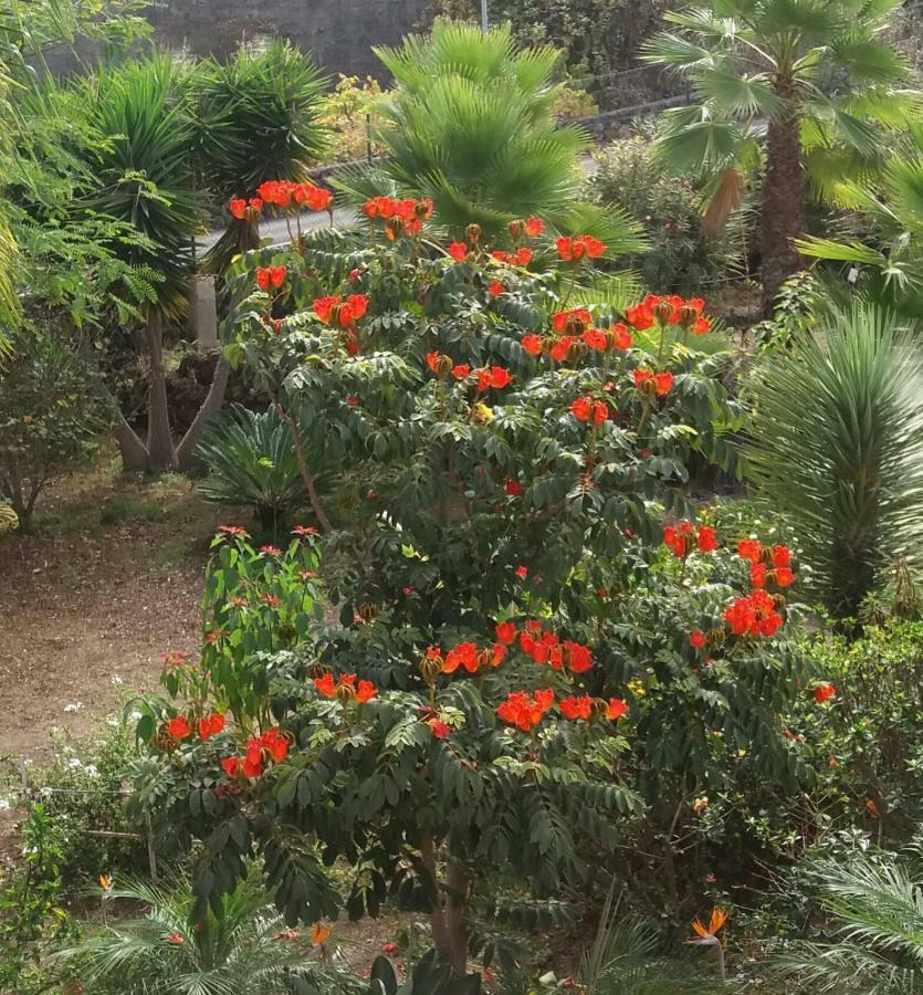 Finca Las Palmeras Icod De Los Vinos Exterior foto