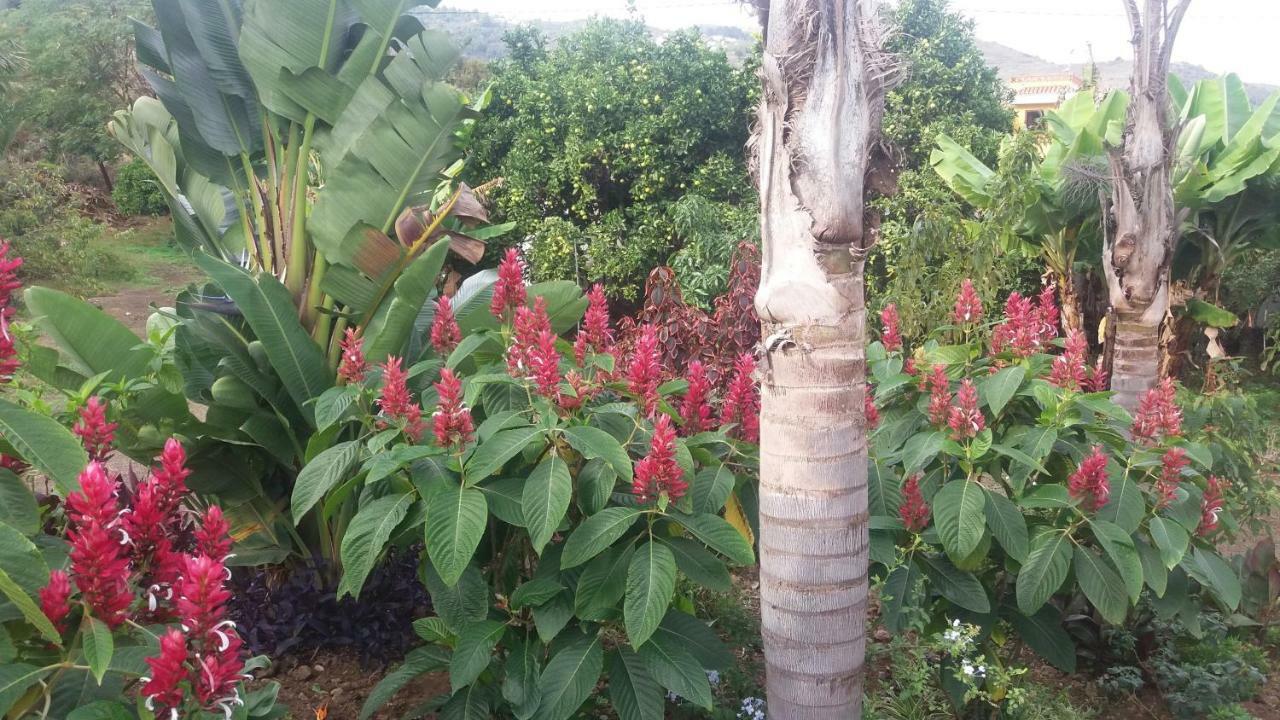 Finca Las Palmeras Icod De Los Vinos Exterior foto