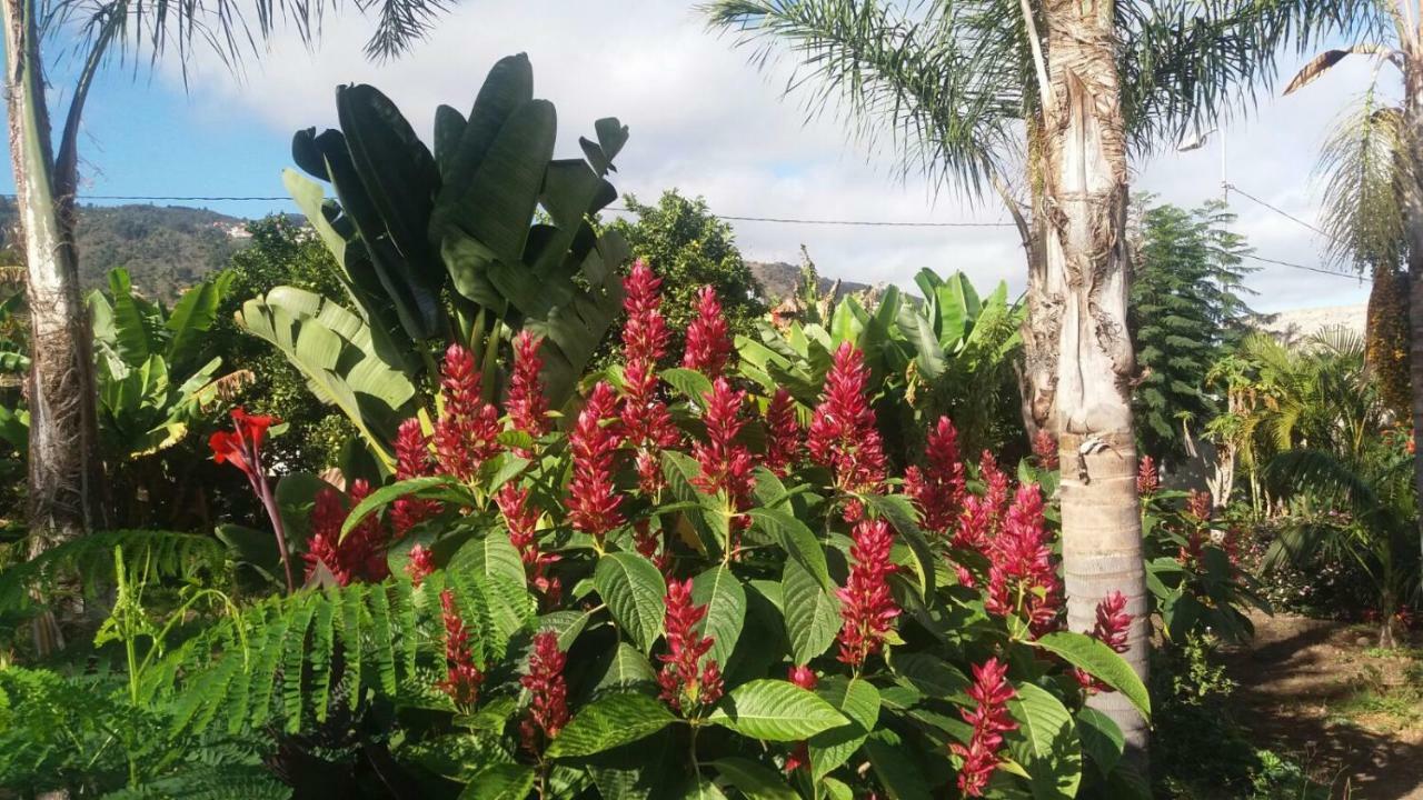 Finca Las Palmeras Icod De Los Vinos Exterior foto